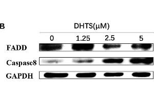 Apoptosis related proteins were detected in EOMA cells after treated with DHTS and propranolol. (FADD antibody  (AA 1-208))