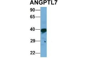 Host:  Rabbit  Target Name:  ANGPTL7  Sample Type:  293T  Antibody Dilution:  1. (ANGPTL7 antibody  (Middle Region))