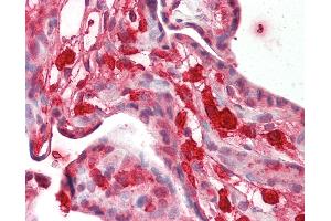 Human Placenta: Formalin-Fixed, Paraffin-Embedded (FFPE). (FBLN3 antibody  (AA 396-445))