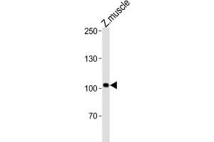 Western Blotting (WB) image for anti-Heart of Glass (HEG) antibody (ABIN3004655) (HEG antibody)