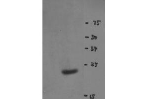 Western blot of Y14 antibody (clone 4C4) on HeLa cell extract