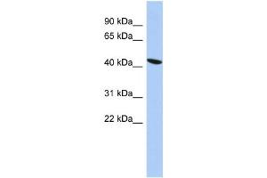 Western Blotting (WB) image for anti-Zinc Finger Protein 71 (ZNF71) antibody (ABIN2458410) (ZNF71 antibody)