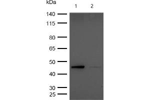 All lanes : Phospho-GSK3 beta (S9) Rabbit mAb at 1/1k dilution Lane 1 : Wild-type Hela cell lysate Lane 2 : Phospho-GSK3 beta (S9) knockdown Hela cell lysate Lysates/proteins at 20 μg per lane. (Recombinant GSK3 beta antibody  (pSer9))