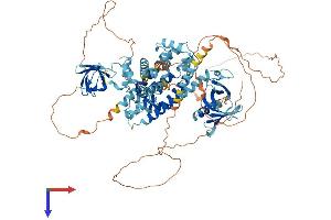 ARHGEF7 Protein (AA 1-803) (His tag)