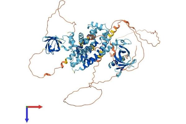 ARHGEF7 Protein (AA 1-803) (His tag)