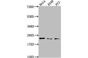Western Blot Positive WB detected in: Hela whole cell lysate, A549 whole cell lysate, PC3 whole cell lysate All lanes: PEBP1 antibody at 1:2000 Secondary Goat polyclonal to rabbit IgG at 1/50000 dilution Predicted band size: 22 kDa Observed band size: 22 kDa (PEBP1 antibody  (AA 97-128))