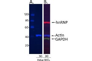 Western Blotting (WB) image for Donkey anti-Rabbit IgG (Heavy & Light Chain) antibody (DyLight 488) - Preadsorbed (ABIN7446395)