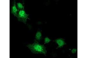Anti-CDK2 mouse monoclonal antibody (ABIN2454581) immunofluorescent staining of COS7 cells transiently transfected by pCMV6-ENTRY CDK2 (RC200494). (CDK2 antibody)