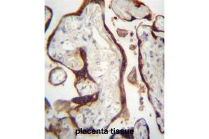CSHL1 Antibody (C-term) immunohistochemistry analysis in formalin fixed and paraffin embedded human placenta tissue followed by peroxidase conjugation of the secondary antibody and DAB staining. (CSHL1 antibody  (C-Term))