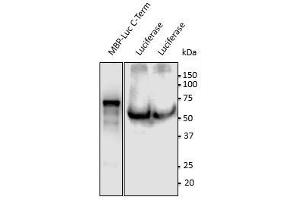 Anti-Luciferase Ab at 1/500 dilution, 293HEK transduced with lentivirus expressing luciferase,lysates at 100 gg per Iane, rabbit polyclonal to goat lgG (HRP) at 1/10,000 dilution, (Luciferase antibody  (C-Term))