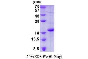 Image no. 1 for CD83 (CD83) protein (His tag) (ABIN1098522)