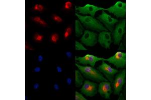 ABIN7094501 and ABIN7098550 staining  cells by IF/ICC. (PRDM16 antibody  (Internal Region))
