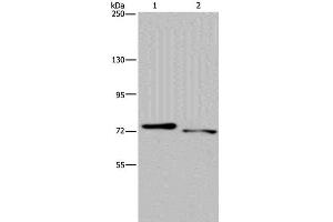 NLRP10 antibody