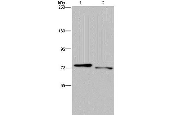 NLRP10 anticorps