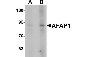 Western blot analysis of AFAP1 in Hela cell lysate with AFAP1 antibody at (A) 1 and (B) 2 µg/mL. (AFAP antibody  (N-Term))