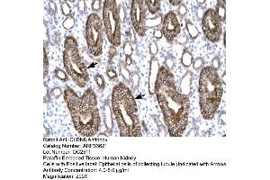 Human kidney (CLDN8 antibody  (C-Term))