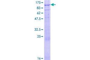 CNGA3 Protein (AA 1-676) (GST tag)