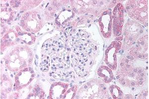 ABIN184783 (5µg/ml) staining of paraffin embedded Human Kidney Cortex. (PAX8 antibody  (N-Term))