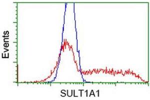 Image no. 2 for anti-Sulfotransferase Family, Cytosolic, 1A, Phenol-Preferring, Member 1 (SULT1A1) antibody (ABIN1501222) (SULT1A1 antibody)