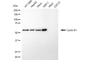 Western blotting analysis using cyclin B1 antibody (ABIN7798187).