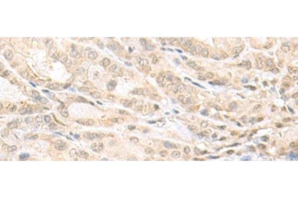 EMX1 antibody