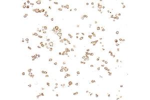 Immunocytochemistry (ICC) image for anti-Fc Fragment of IgE, Low Affinity II, Receptor For (CD23) (FCER2) (AA 48-321) antibody (ABIN7795823)