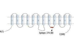 Representative domain view of the target of ABIN7043417.