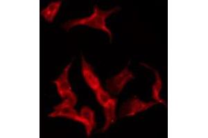 ABIN6275587 staining RAW264. (SLC24A1 antibody  (N-Term))