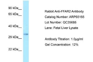 Western Blotting (WB) image for anti-Free Fatty Acid Receptor 2 (FFAR2) (C-Term) antibody (ABIN2790063) (FFAR2 antibody  (C-Term))