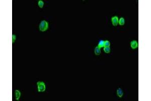 Immunofluorescent analysis of HepG2 cells using ABIN7167648 at dilution of 1:100 and Alexa Fluor 488-congugated AffiniPure Goat Anti-Rabbit IgG(H+L) (RTEL1 antibody  (AA 975-1219))