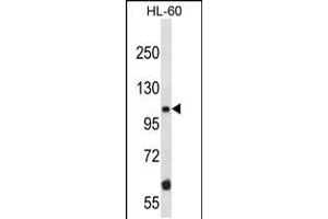 Western blot analysis in HL-60 cell line lysates (35ug/lane). (TAO Kinase 2 antibody  (AA 415-443))
