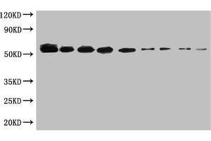 WB:SUMO-tagged fusion protein(20 ng/mL) was subjected to SDS-PAGE followed by Western Blot with ABIN7179961 at dilution of Lane 1:1000 Lane 4:8000 Lane 7:64000 Lane 2:2000 Lane 5:16000 Lane 8:128000 Lane 3:4000 Lane 6:32000 Lane 9:256000 Secondary Goat polyclonal to Mouse IgG at 1/5000 dilution Predicted band size:55kd Observed band size:55kd (SUMO Tag antibody)