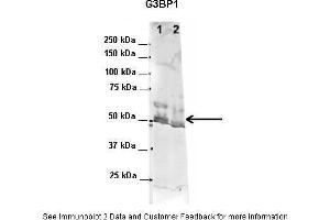 Western Blotting (WB) image for anti-GTPase Activating Protein (SH3 Domain) Binding Protein 1 (G3BP1) (N-Term) antibody (ABIN2780222)