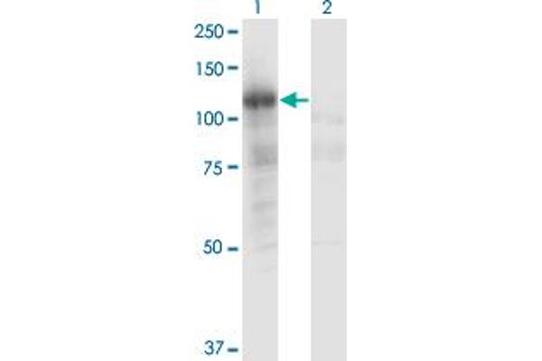 PLCL2 antibody  (AA 121-210)