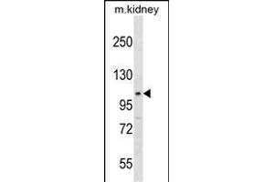 Western Blotting (WB) image for anti-Signal Transducer and Activator of Transcription 2, 113kDa (STAT2) (AA 600-626) antibody (ABIN1538530)