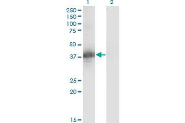 CGR19 antibody  (AA 1-332)