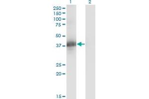 CGR19 antibody  (AA 1-332)