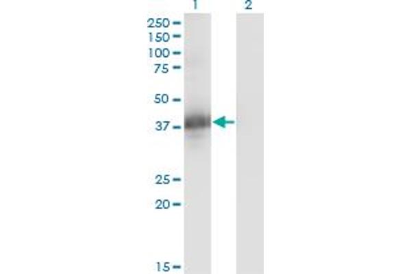 CGR19 anticorps  (AA 1-332)