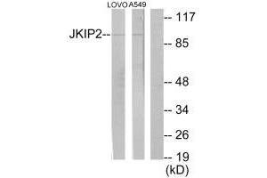 Western blot analysis of extracts from LOVO cells and A549 cells, using JKIP2 antibody. (JAKMIP2 antibody  (C-Term))