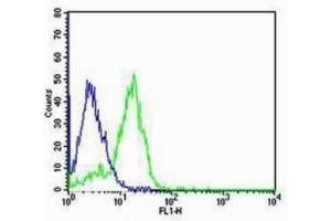 SK-N-MC cells probed with Rabbit Anti-Group I mGLUR Polyclonal Antibody  Alexa Fluor 488 Conjugated Secondary Antibody. (mGluR1 + mGluR5 antibody  (AA 651-750))