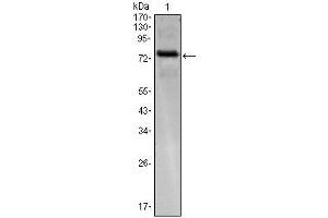 Western Blot showing KLHL25 antibody used against KLHL25 (AA: 2-230)-hIgGFc transfected HEK293 cell. (KLHL25 antibody)