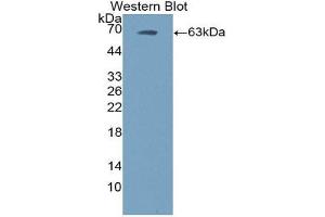 Western Blotting (WB) image for anti-Ephrin B2 (EFNB2) (AA 42-333) antibody (ABIN1867699)
