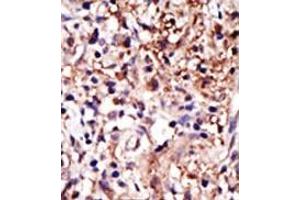 Image no. 2 for anti-Cell Cycle Associated Protein 1 (Caprin-1) (C-Term) antibody (ABIN357728) (Caprin-1 antibody  (C-Term))