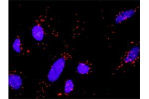 Proximity Ligation Analysis of protein-protein interactions between GSK3B and AXIN1. (Axin antibody  (AA 643-740))