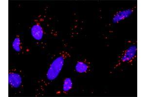 Proximity Ligation Analysis of protein-protein interactions between GSK3B and AXIN1.