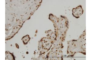 Immunoperoxidase of monoclonal antibody to FOXA2 on formalin-fixed paraffin-embedded human placenta. (FOXA2 antibody  (AA 363-457))