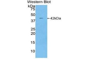 Western Blotting (WB) image for anti-Ceruloplasmin (Ferroxidase) (CP) (AA 729-1061) antibody (ABIN1077927)