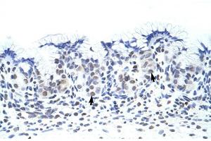 Human Stomach; ZNF70 antibody - C-terminal region in Human Stomach cells using Immunohistochemistry (ZNF70 antibody  (C-Term))