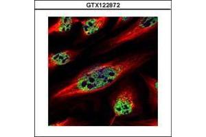 Image no. 2 for anti-Zinc Finger Protein 689 (ZNF689) (AA 28-240) antibody (ABIN1501852)