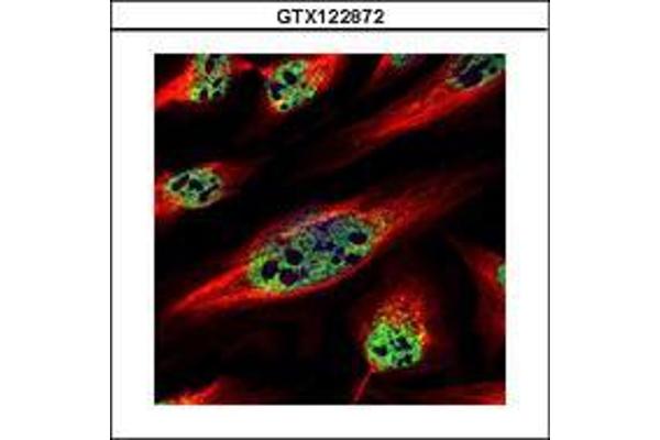 ZNF689 antibody  (AA 28-240)